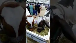 Cattle Show In Karachi |Karachi  Cow Mandi Ki Video | Cow Videos | Cattle Farm #FQ #Short
