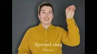 NZSL - spotted shag