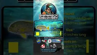 Ribbon Sweetlips in Shipwreck Discovery VR Game