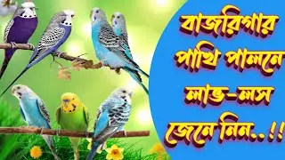 বাজরিগার পাখি পালনে লাভ-লস | Profit-Loss in Keeping Budgies Birds | বাজরিগার পাখি পালন পদ্ধতি।