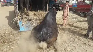 havey buffalo unloading video/beautiful buffalo unloading in truck/engry buffalo long jamming  video