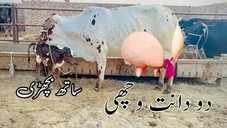 cholistani frizen cross cow for sale (03061061151) youtube. January 22, 2026