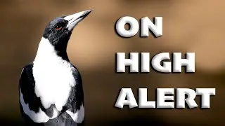Australian Magpie Alarm Calls - Interesting Vocalisations