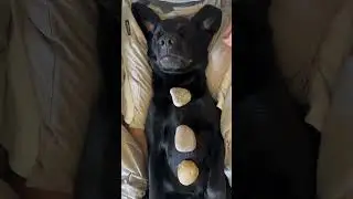 My dog booked a hot stone massage!! (Snore warning) 💤 🐽 #dog #massage #asmr #dogmom #dogshorts
