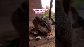 little cute chipmunk is friendly ❤️ #wildlifephotography #cute #love #animals #pet #thedodo #animal