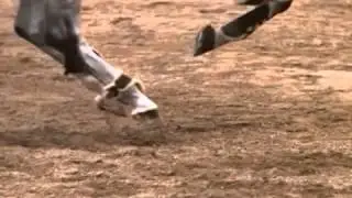 Le cheval en mouvement Slow Motion