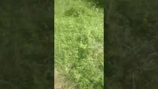 про мозок