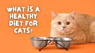 What is a healthy diet for cats? Tips for a Healthy Cat Diet