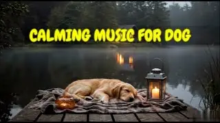 12 HOURS of Dog Relaxation Music for Separation Stress 🐾🎶 | Comfort Home Alone Pets All Night