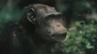 Chimpanzee Chronicles  Wild and Free! #Chimpanzees #WildlifeDocumentary #NatureLovers #Conservation