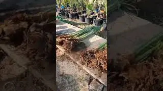 كيفية زراعة الفسائل  في السنادين