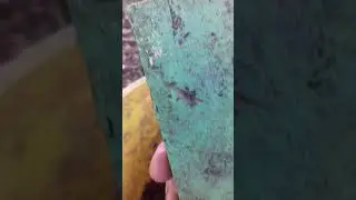 pancing telur bsf  pake kulit  pisang .ga ribet