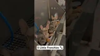 5 little Piggies 🐷 #frenchbulldog #frenchie #puppies #puppy #tutorial #dogbath