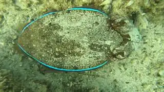 Каракатица (Pharaoh cuttlefish)