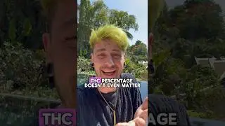 &ldquo;THC percentage doesn&rsquo;t matter&rdquo;