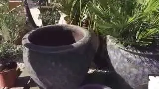Plant Pots At Athelas Plants &ndash; A Great Varity For Different Needs