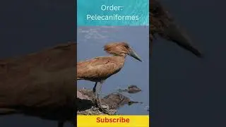 Hamerkop