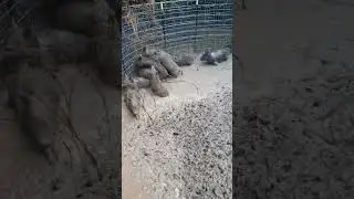 Ловушка, полная диких кабанов