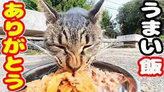 ご飯を持っていくと待ってましたとしっぽを上げて喜ぶ猫 さくらねこたちへのエサやり【視聴だけでも猫たちを助けることになります】支援者様 視聴者様 猫たちに神のご加護を！野良猫の感動猫動画