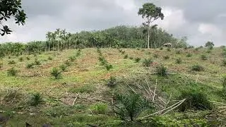 DOSIS Pemupukan NPK 12 12 17 2 + TE 