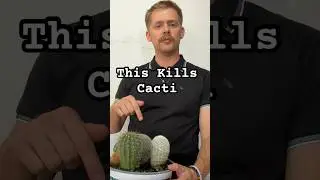 Store bought cacti often die because the soil they are sold in is not ideal for long term health.