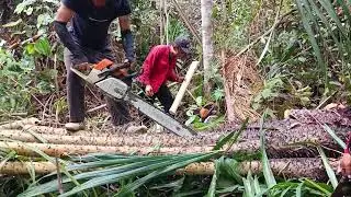 aktiviti memotong dahan umbut pantu untk ambik isi