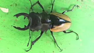 Overlord Ghost Stag Beetle ( Odontolabis).
