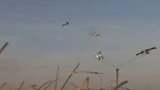 Pure Gold Choke Tubes...Devastation