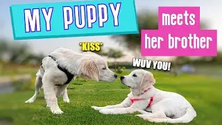 Golden Retriever Puppies Reunited! They Missed Each Other!
