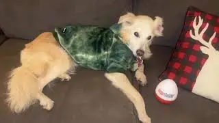 A Helpful Little Gadget for Calming My Dog #amazonfavorites #doganxietyrelief #soundmachine