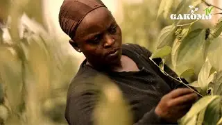 Le Poivre de Penja de Josi - le film