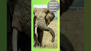 #47 Relaxing music with beautiful animals - New Series #wildlife #animals #meditation #mindfulness