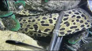 [LIVE NOW]🔴Dive 20 Meters! Catch Giant Eels and a Basket of Crabs1231