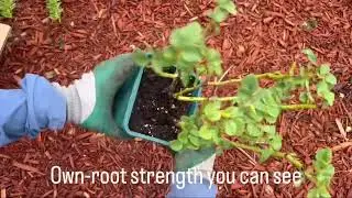 Stronger Own-Root Roses: Transform Your Garden with Kate Roses