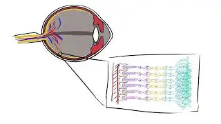 Biochemistry of Vision