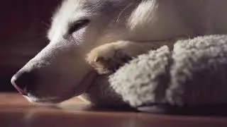 Zen Music for Relaxation, Meditation, Study & Sleep | Cute Dog Sleeping