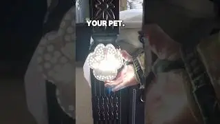 Strobing light; pet on site. #petsafety
