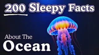 4 Hours of Ocean Facts For Deep Relaxation &mdash; Fall Asleep to Science