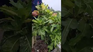CARA PURING BULAN AGAR BERCABANG BANYAK !!