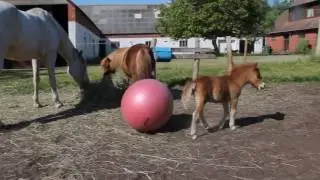 Baby Horse Rolls Ball Into Older Horses