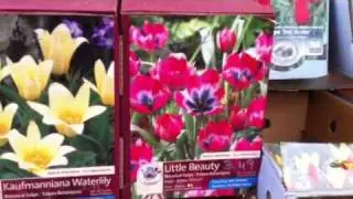 Perennial Tulips at Phoenix Perennials, September 2011