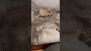 Dog Ruins Furniture With His Muddy Paws 😲🐾