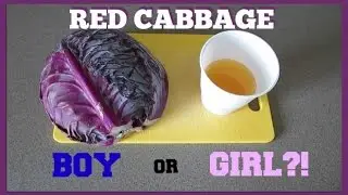 RED CABBAGE GENDER PREDICTION TEST - Boy or Girl?!
