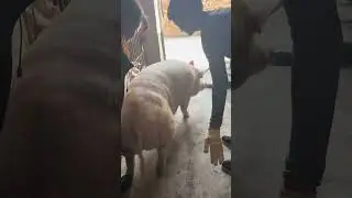 This Pig Is Having a Mood Swing! #Shorts #FunnyAnimals #PigLife #FarmComedy #CuteAnimals