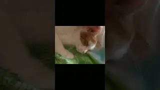 Делаю массаж ушей, недорого, качественно. Отзывы только положительные. #котикинашевсе #Максилуна