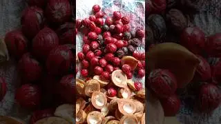 Harvest #maymtn #nutmeg #shorts #shortvideo #shortsfeed #shortsviral #farming #garden #fypシ