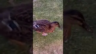 No rush just living 😃 #illustration #duck #ducks #park #youtubeshorts #daily #dailyshorts