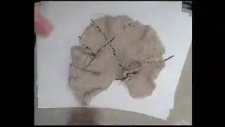 Explore Hyperbolic Plane: Physical Models