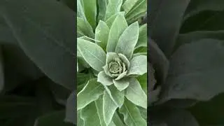 Unlock the Secrets of Mullein: Ancient Native American Uses Revealed! #MulleinMagic #AncientWisdom