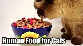 All Human Foods Cats Can Eat